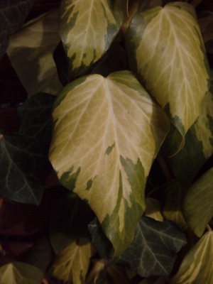 IMG 20150429 183205 kopie