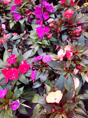 IMG 20150503_150344_kopie_kopie