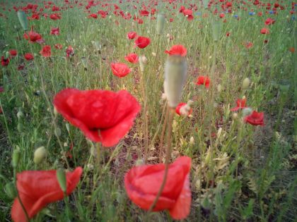 IMG 20150611_183058