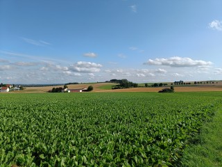 OnePlus Nord 2 Kamera