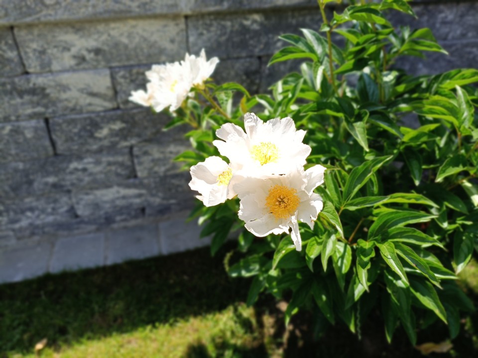 Poco M7 Pro Kamera Portrait