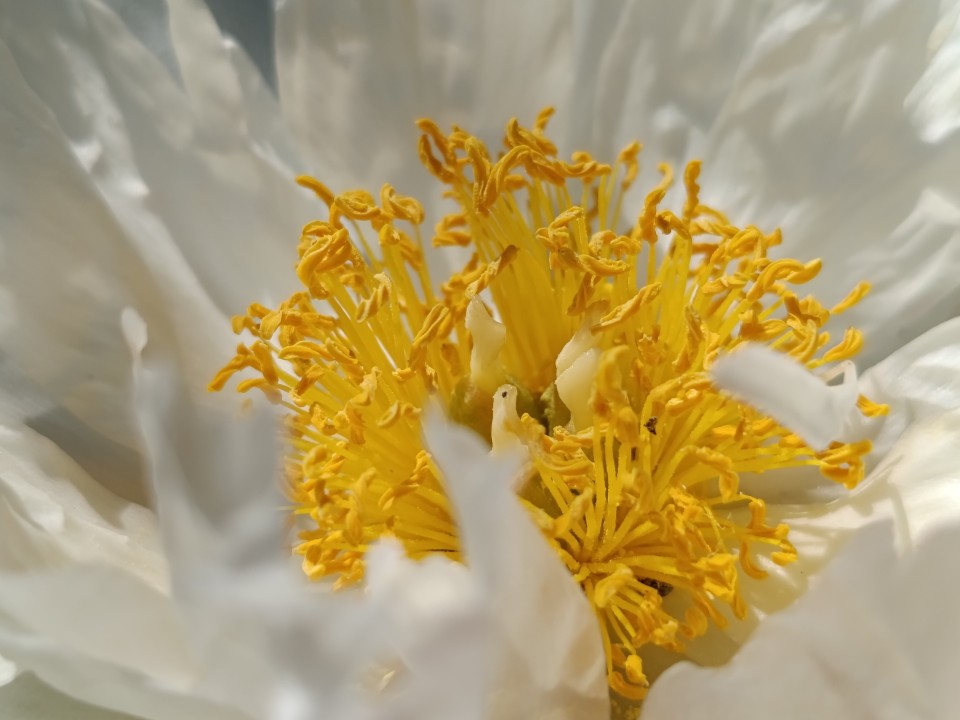 Poco M7 Pro Kamera Makro