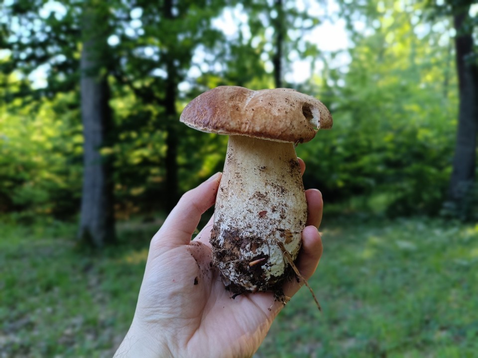 Poco M7 Pro Kamera Portrait