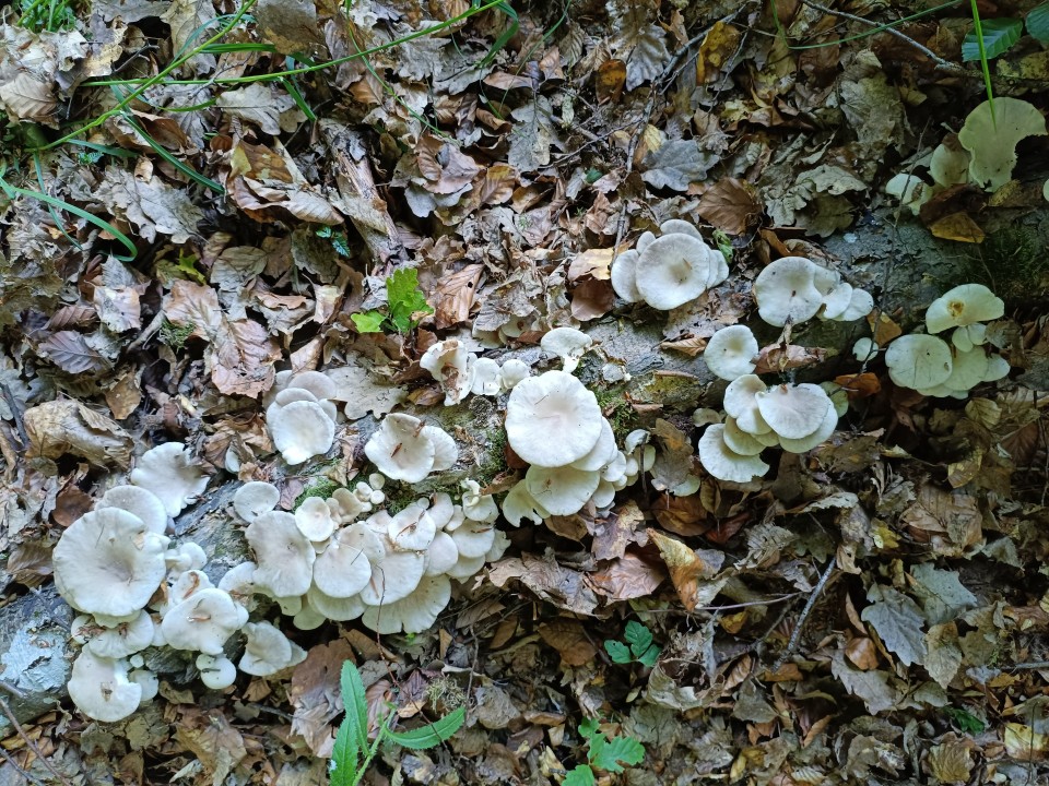 Poco M7 Pro Kamera Tag 50MP Modus
