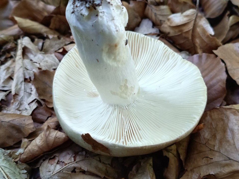 Poco M7 Pro Kamera Makro