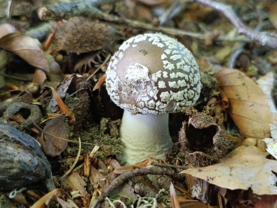 Poco M7 Pro Kamera Makro