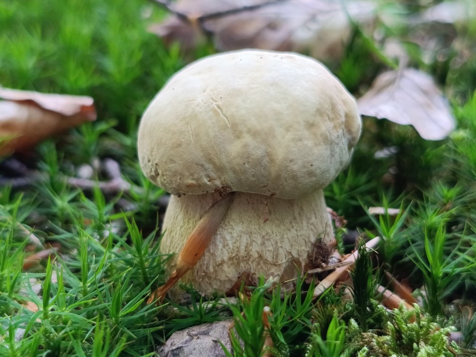Poco M7 Pro Kamera Makro