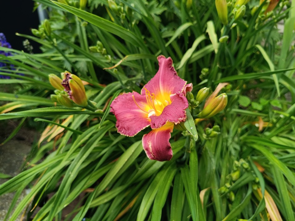 Poco M7 Pro Kamera Tag 50MP Modus