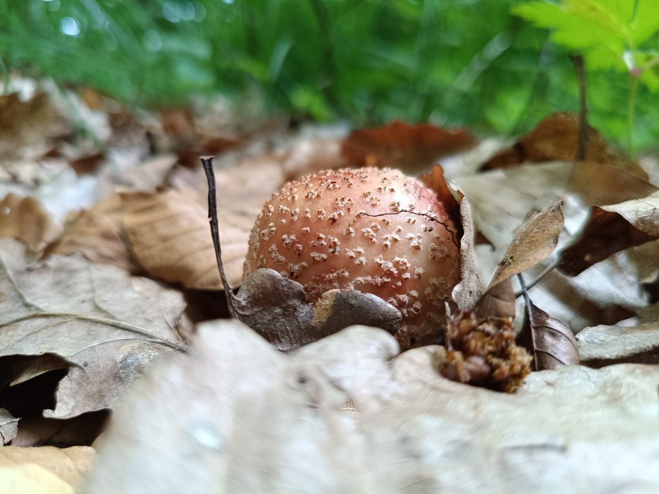 Poco M7 Pro Kamera Makro