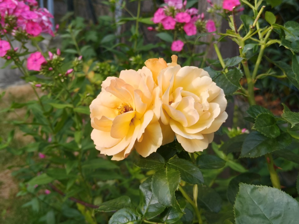 Realme GT 7 Kamera Digitalzoom