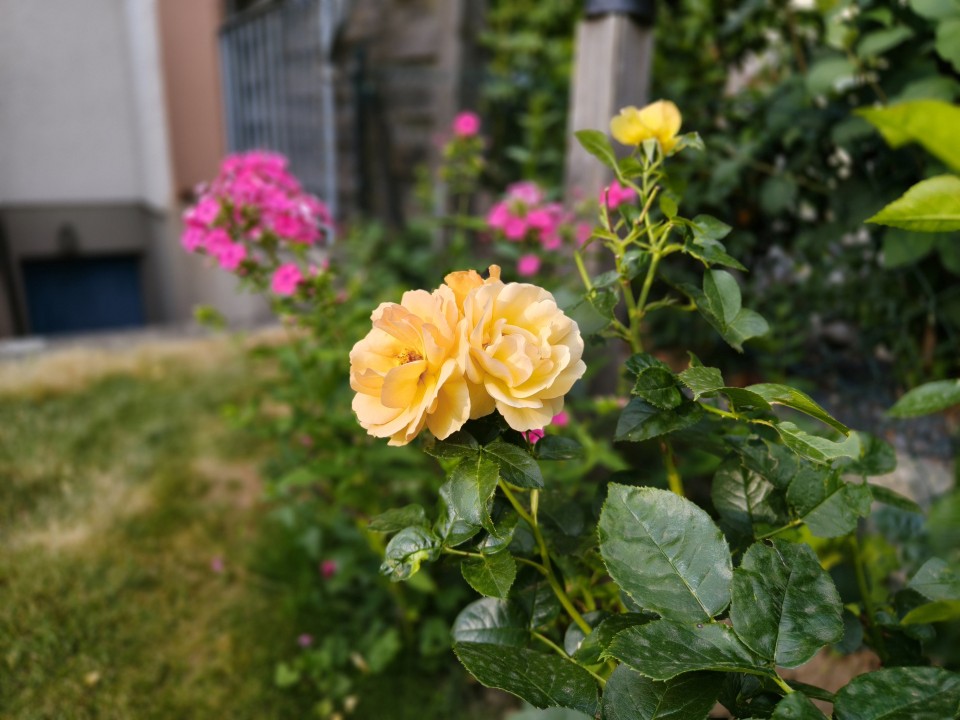 Realme GT 7 Kamera Portrait