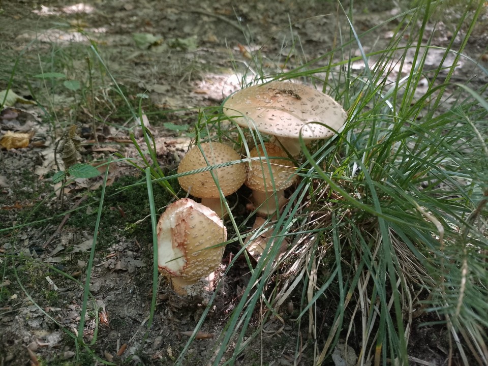 Lagenio A11 Pro Kamera