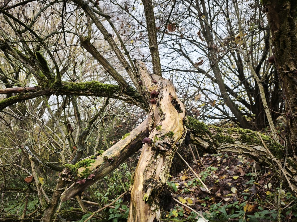 Xiaomi 15T Pro Kamera Haupt Tag 12MP