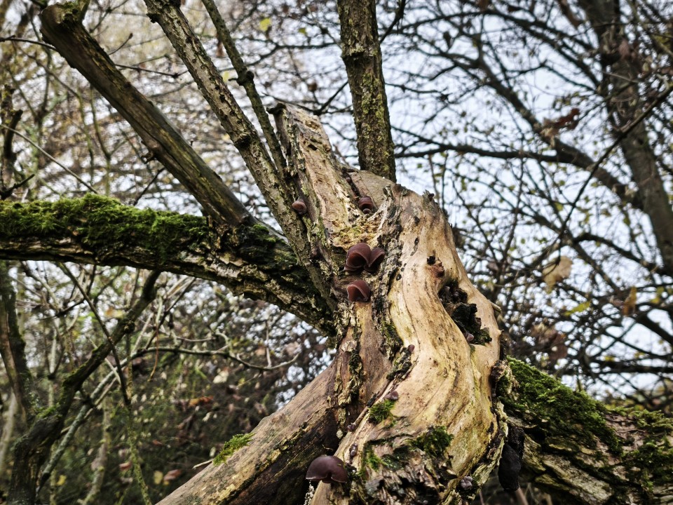 Xiaomi 15T Pro Kamera Haupt Digitalzoom