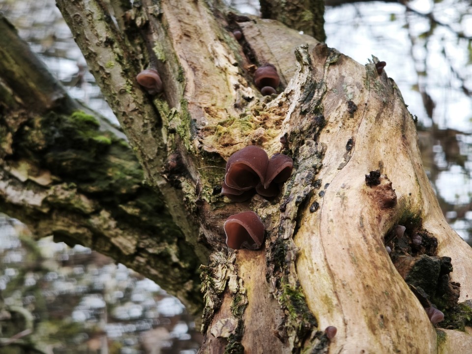 Xiaomi 15T Pro Kamera Tele Tag 12MP