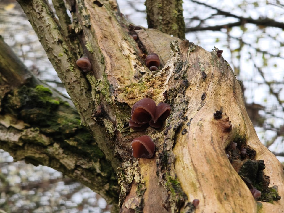 Xiaomi 15T Pro Kamera Tele Tag 50MP