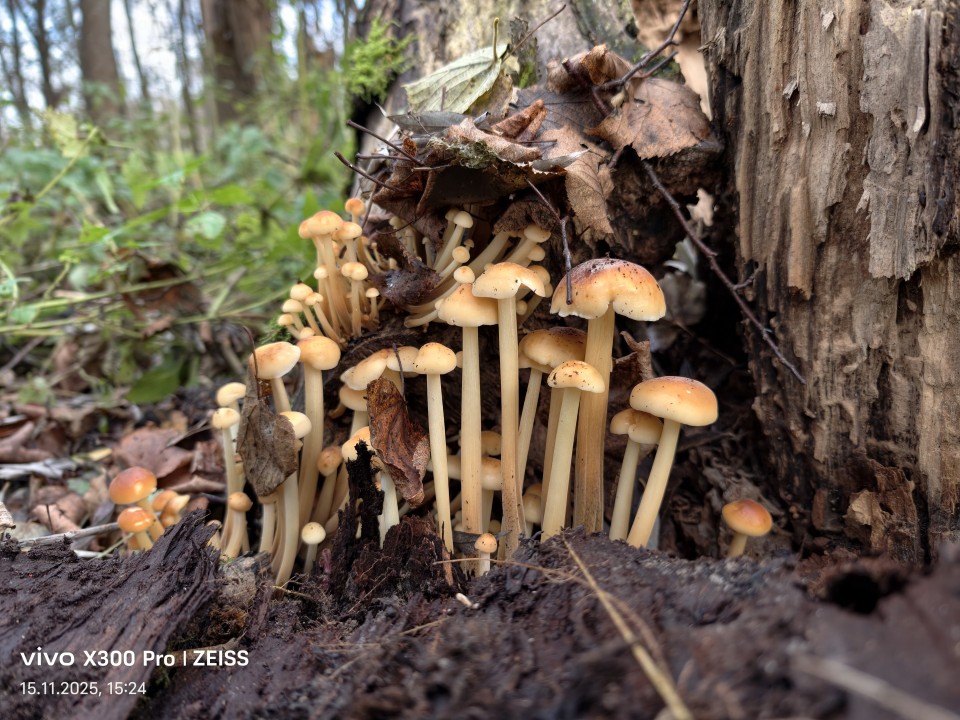 Vivo X300 Pro Kamera Haupt Tag 12MP