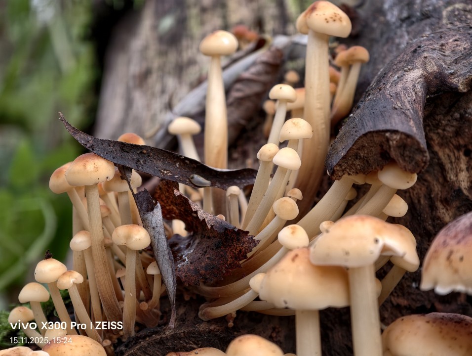 Vivo X300 Pro Kamera Makro