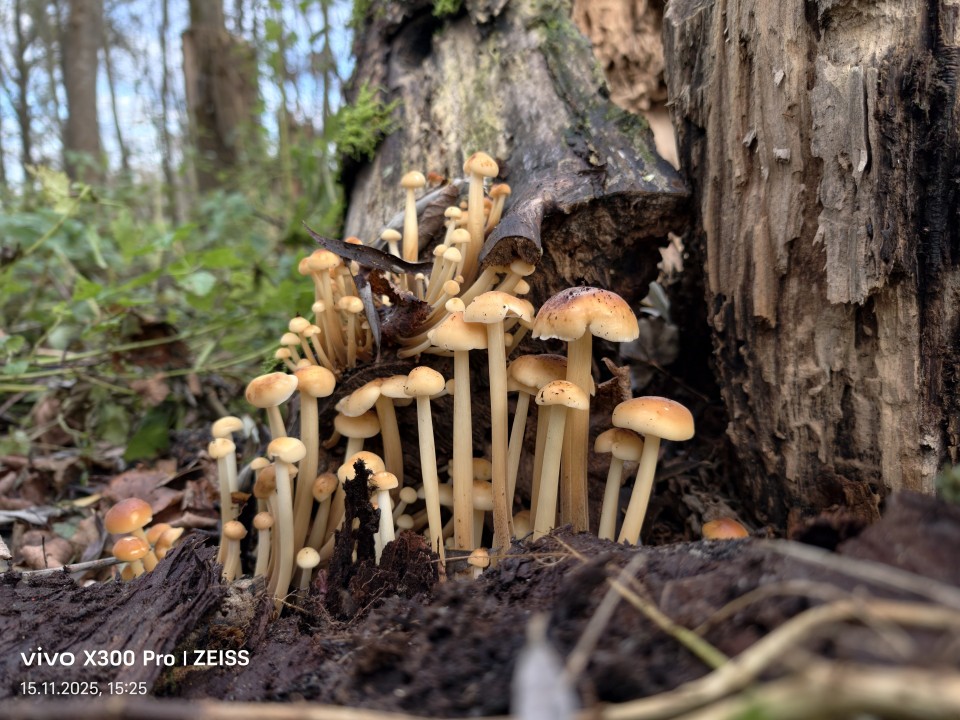 Vivo X300 Pro Kamera Haupt 50MP