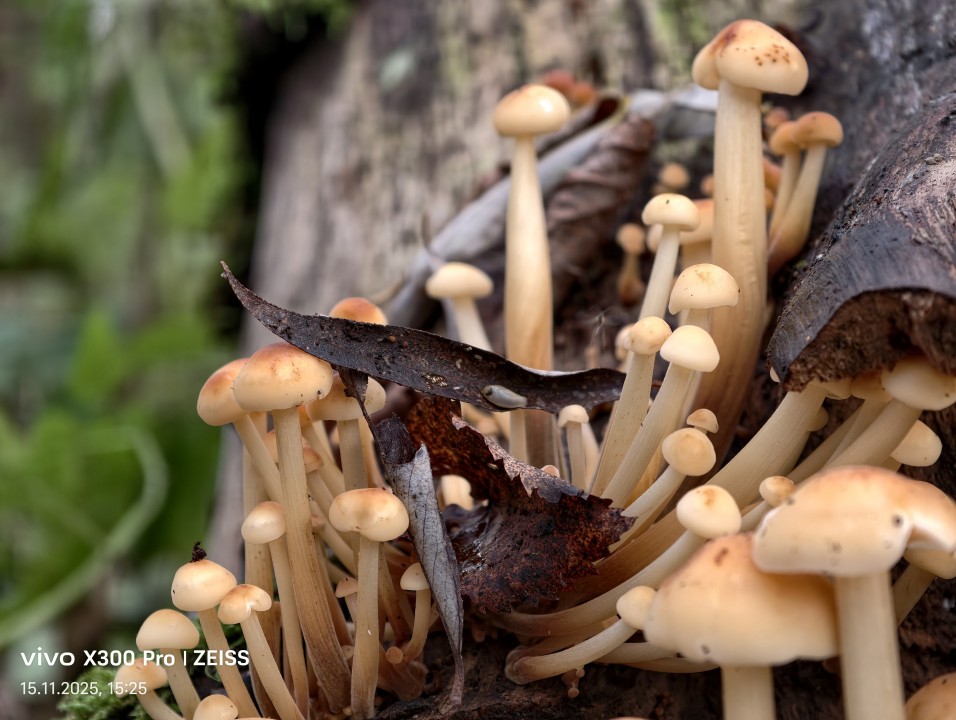 Vivo X300 Pro Kamera Tele 50MP