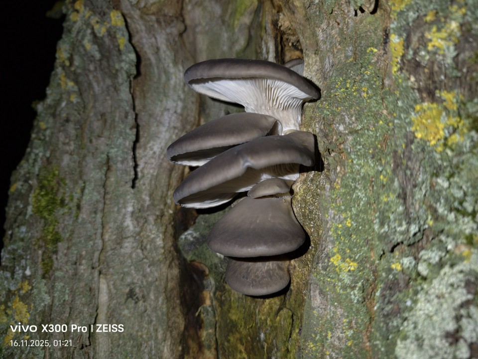 Vivo X300 Pro Kamera Haupt Blitz