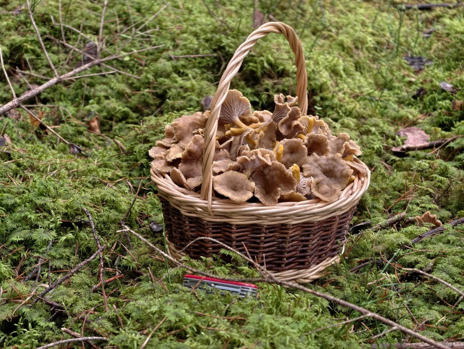 Vivo X300 Pro Kamera Tele Tag 12MP