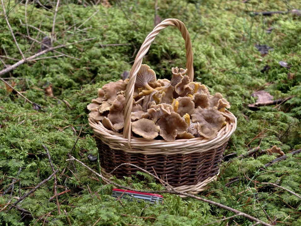 Vivo X300 Pro Kamera Tele 50MP