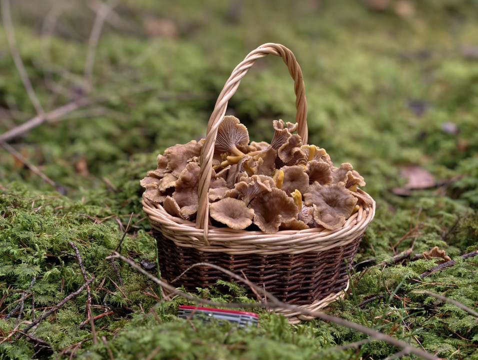 Vivo X300 Pro Kamera Portrait