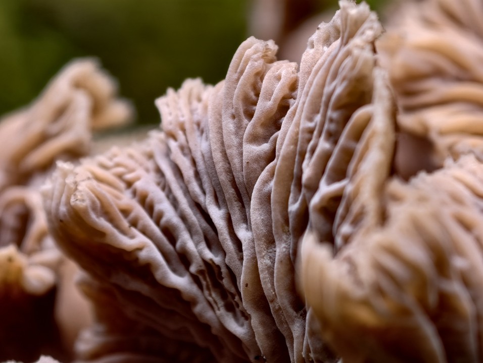 Vivo X300 Pro Kamera Makro