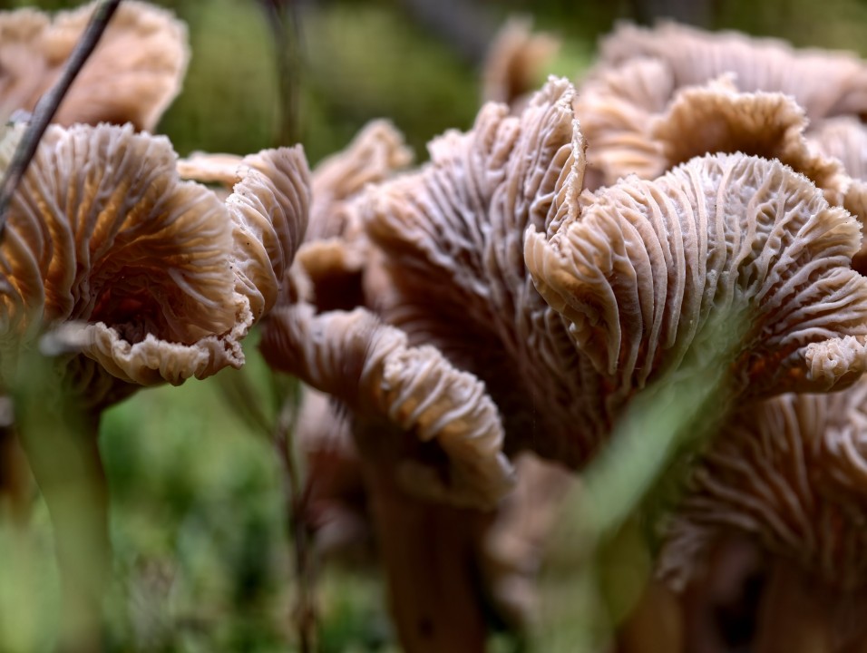 Vivo X300 Pro Kamera Tele 50MP