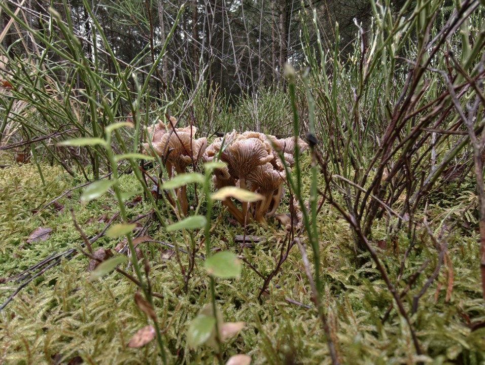 Vivo X300 Pro Kamera Ultrawide 50MP