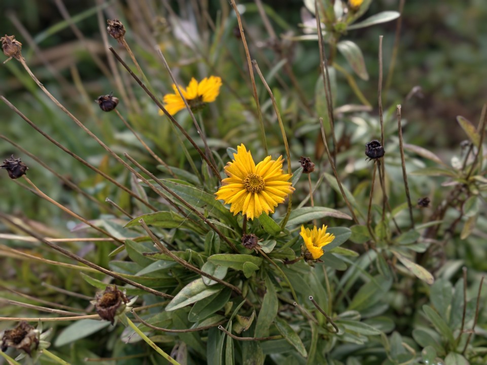 Vivo X300 Pro Kamera Portrait