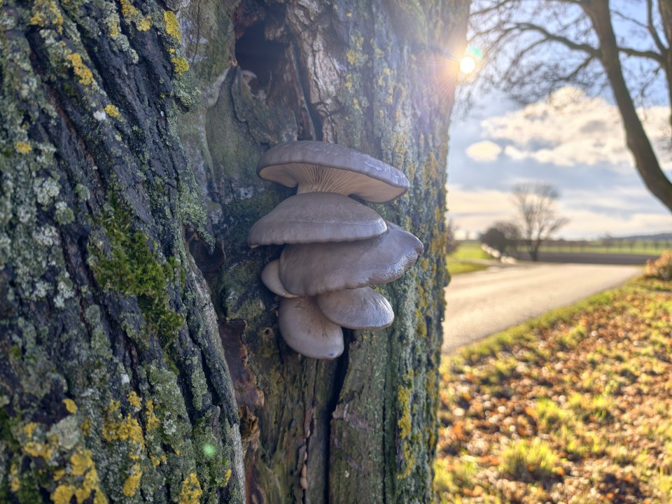 Vivo X300 Pro Kamera Haupt Tag 12MP