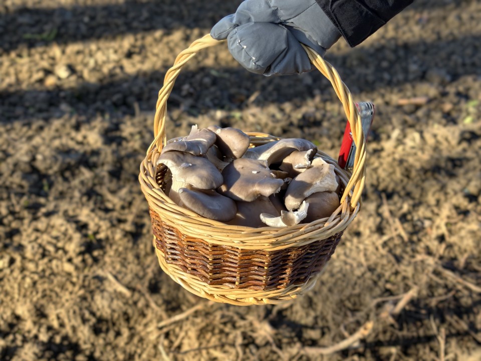 Vivo X300 Pro Kamera Portrait