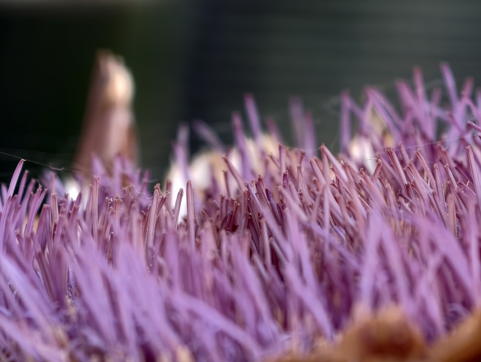 Vivo X300 Pro Kamera Makro