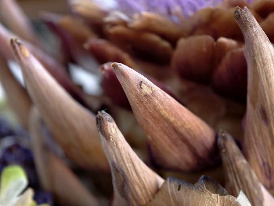 Vivo X300 Pro Kamera Makro