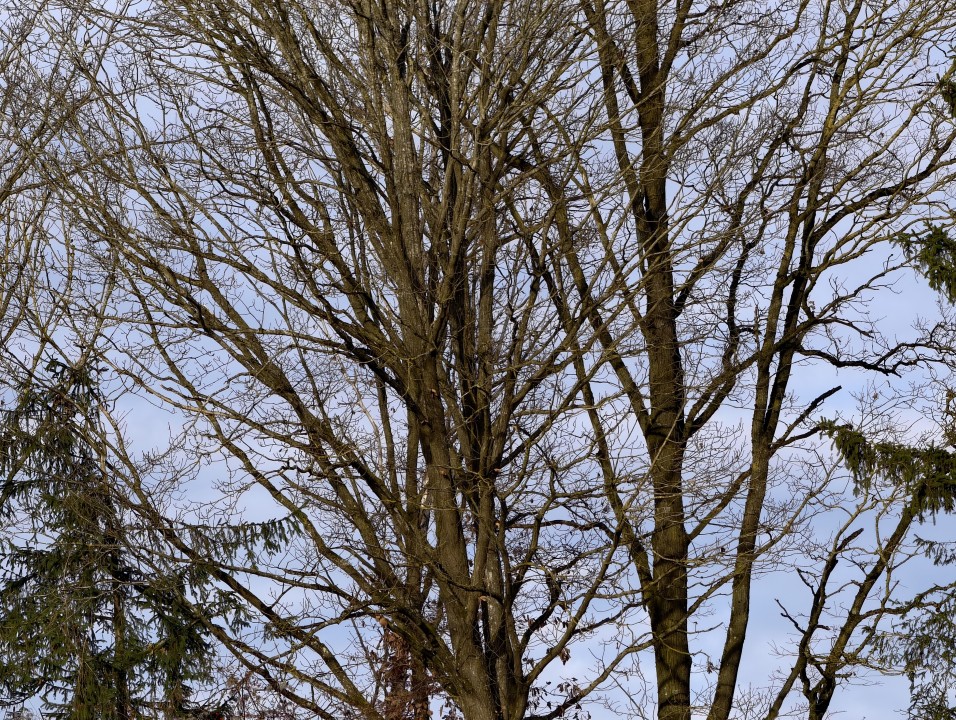 Vivo X300 Pro Kamera Tele 10x Digitalzoom