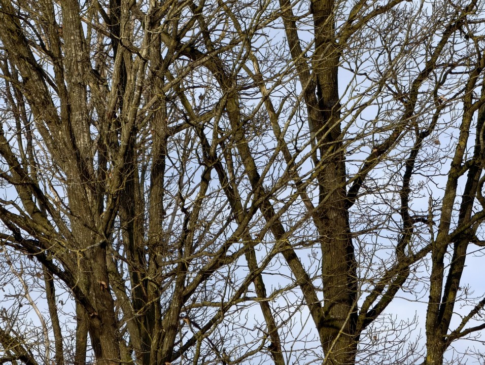 Vivo X300 Pro Kamera KI Zoom Zoomed