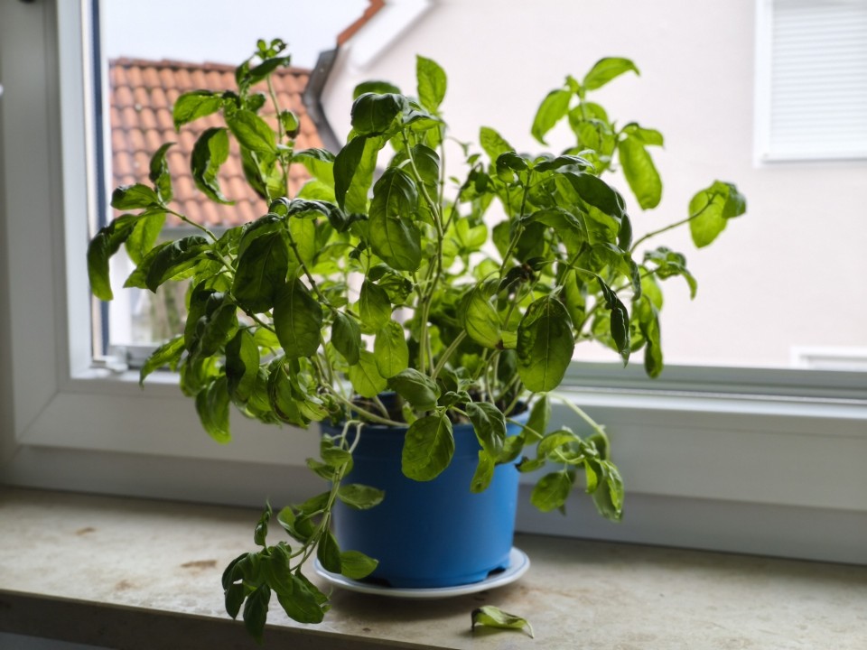 Xiaomi 15T Kamera Portrait