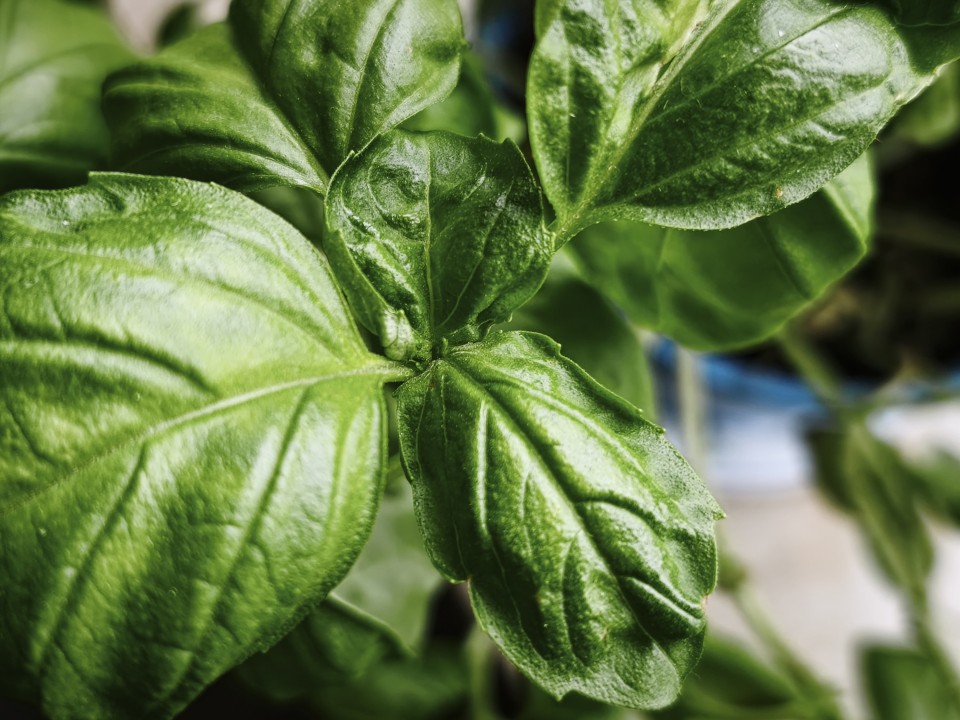 Xiaomi 15T Kamera Makro