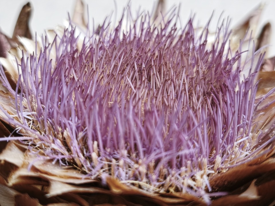 Xiaomi 15T Kamera Makro