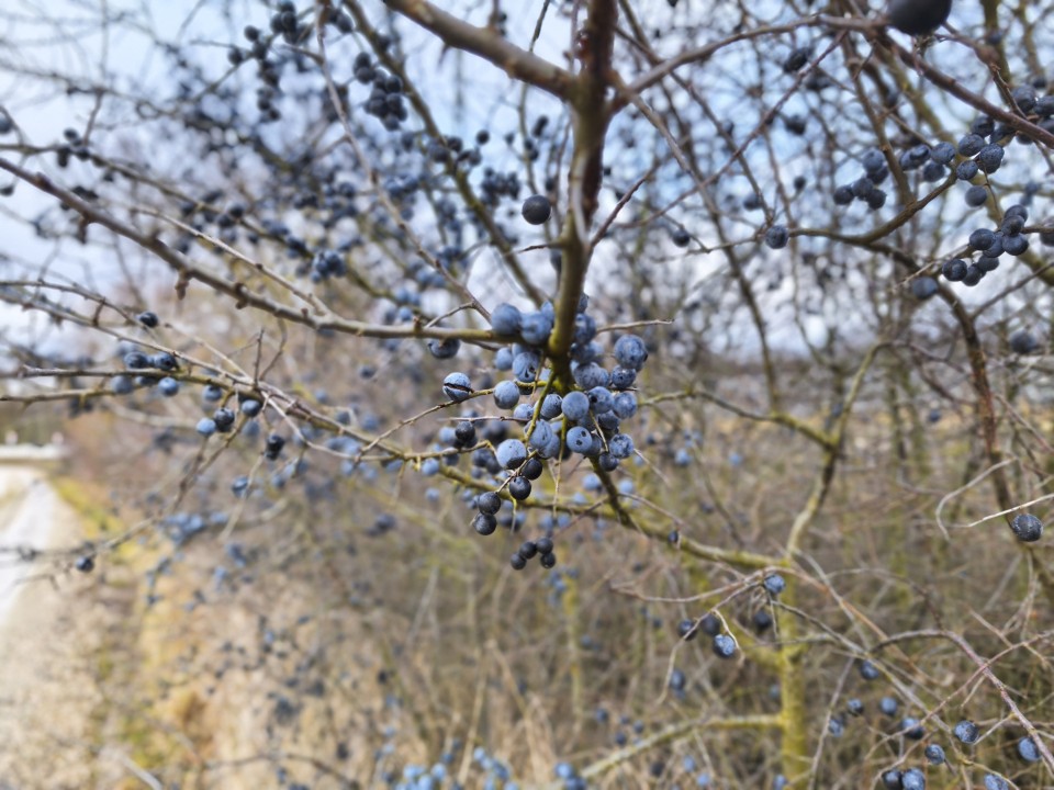 Xiaomi 15T Kamera Portrait