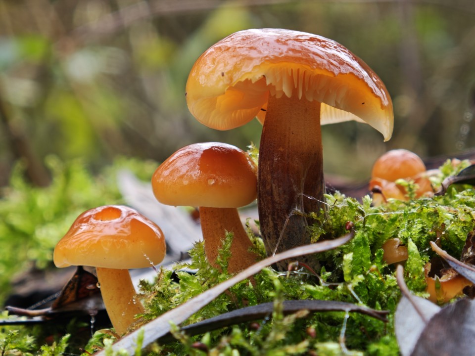 Xiaomi 17 Pro Kamera Makro