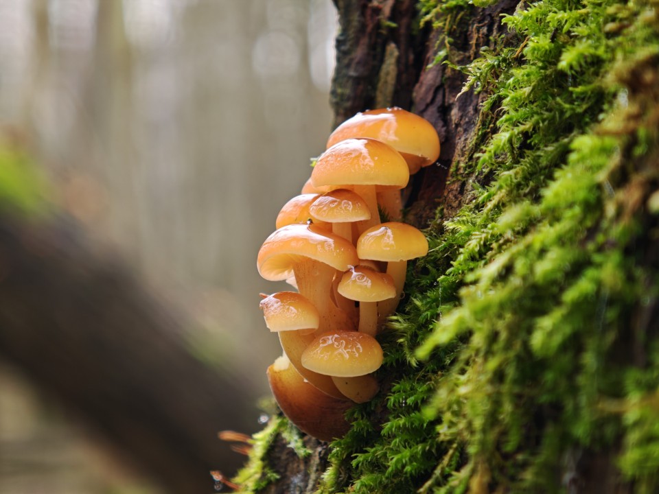 Xiaomi 17 Pro Kamera Makro