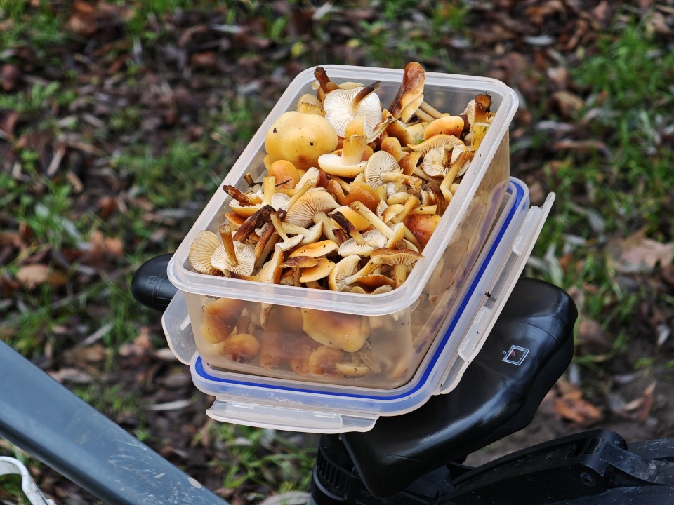 Xiaomi 17 Pro Kamera Portrait