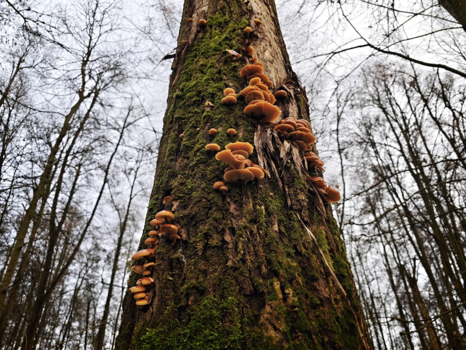 Xiaomi 17 Pro Kamera Haupt Tag 12MP