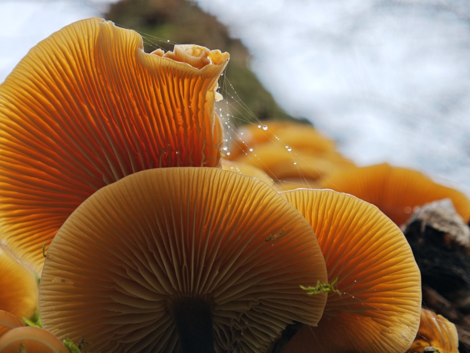 Xiaomi 17 Pro Kamera Makro