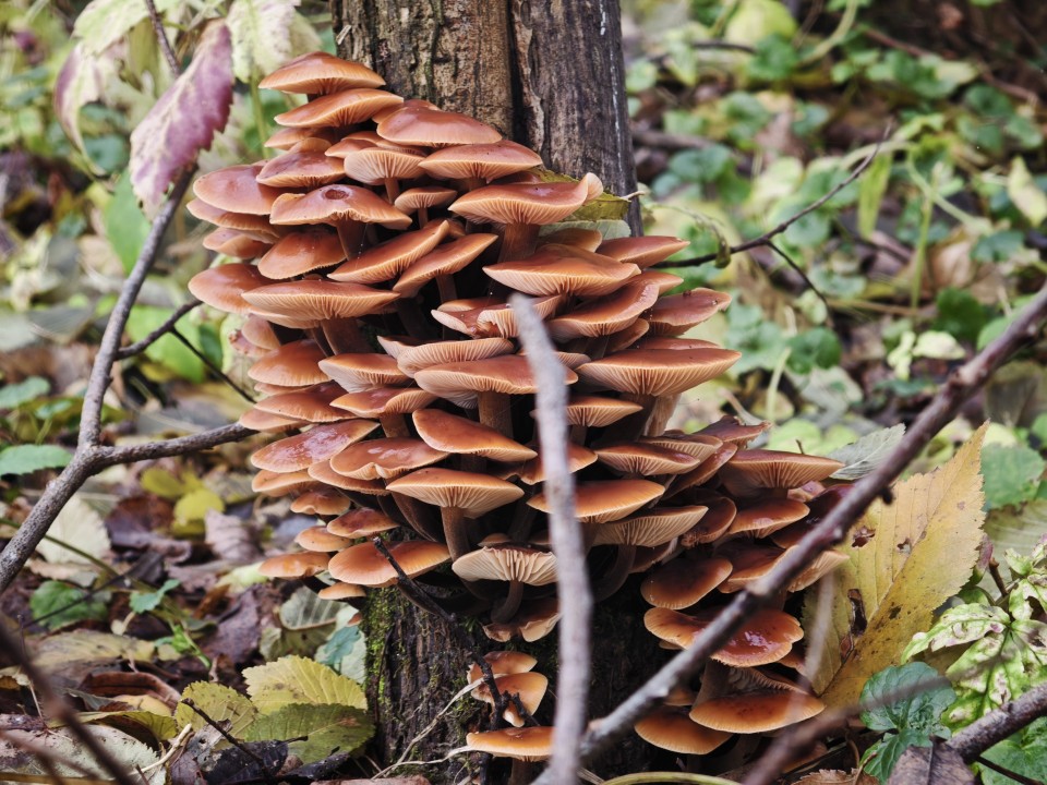 Xiaomi 17 Pro Kamera Haupt Tag 12MP