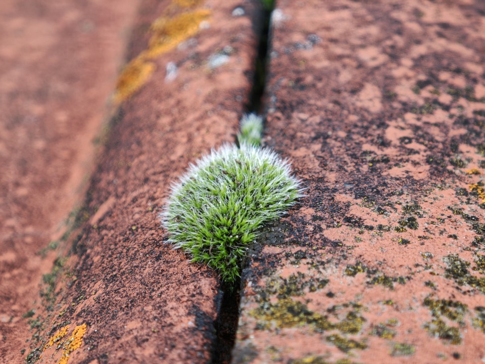 Xiaomi 17 Pro Kamera Makro