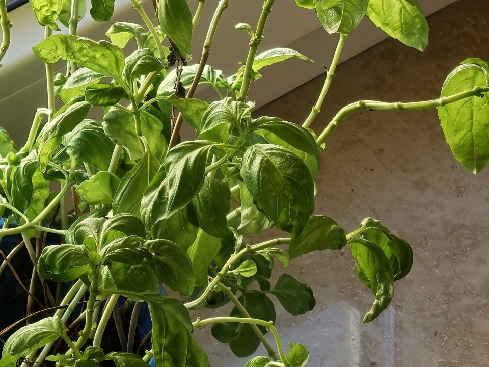 Oppo Find X9 Pro Kamera KI Zoom